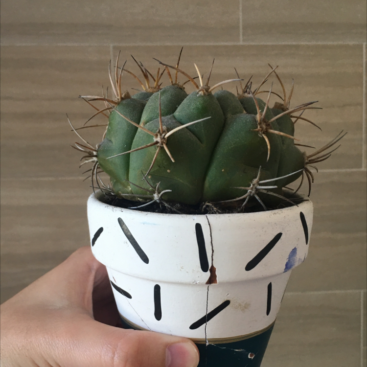 Potted Devil's Pincushion cactus held by a hand, with a cracked pot.