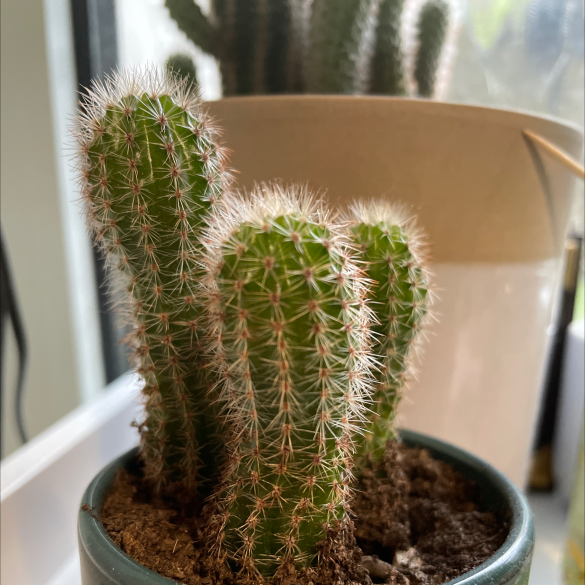 Photo of the plant species Peanut Cactus by @Leafleaf named Prickle gang on Greg, the plant care app