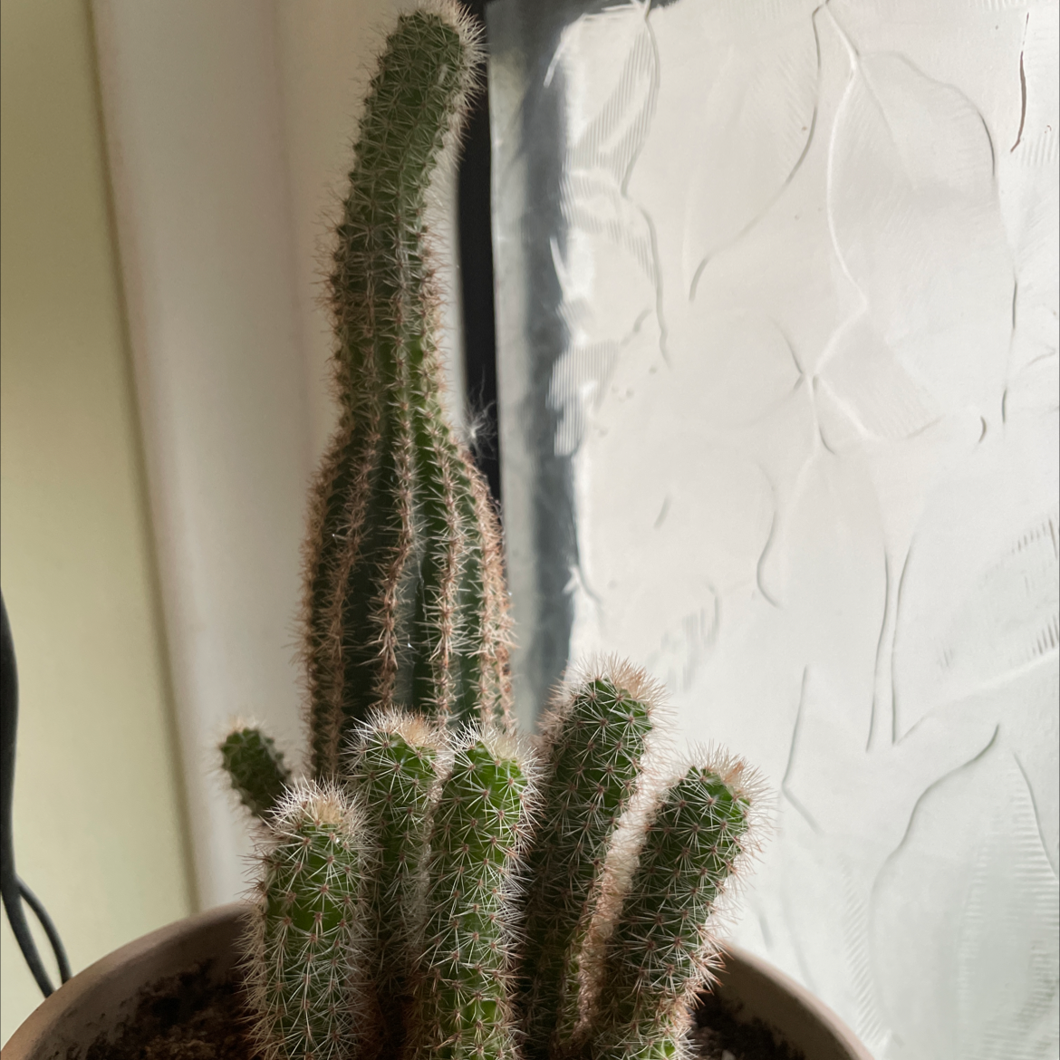 Image of a healthy Peanut Cactus in a pot with visible soil.