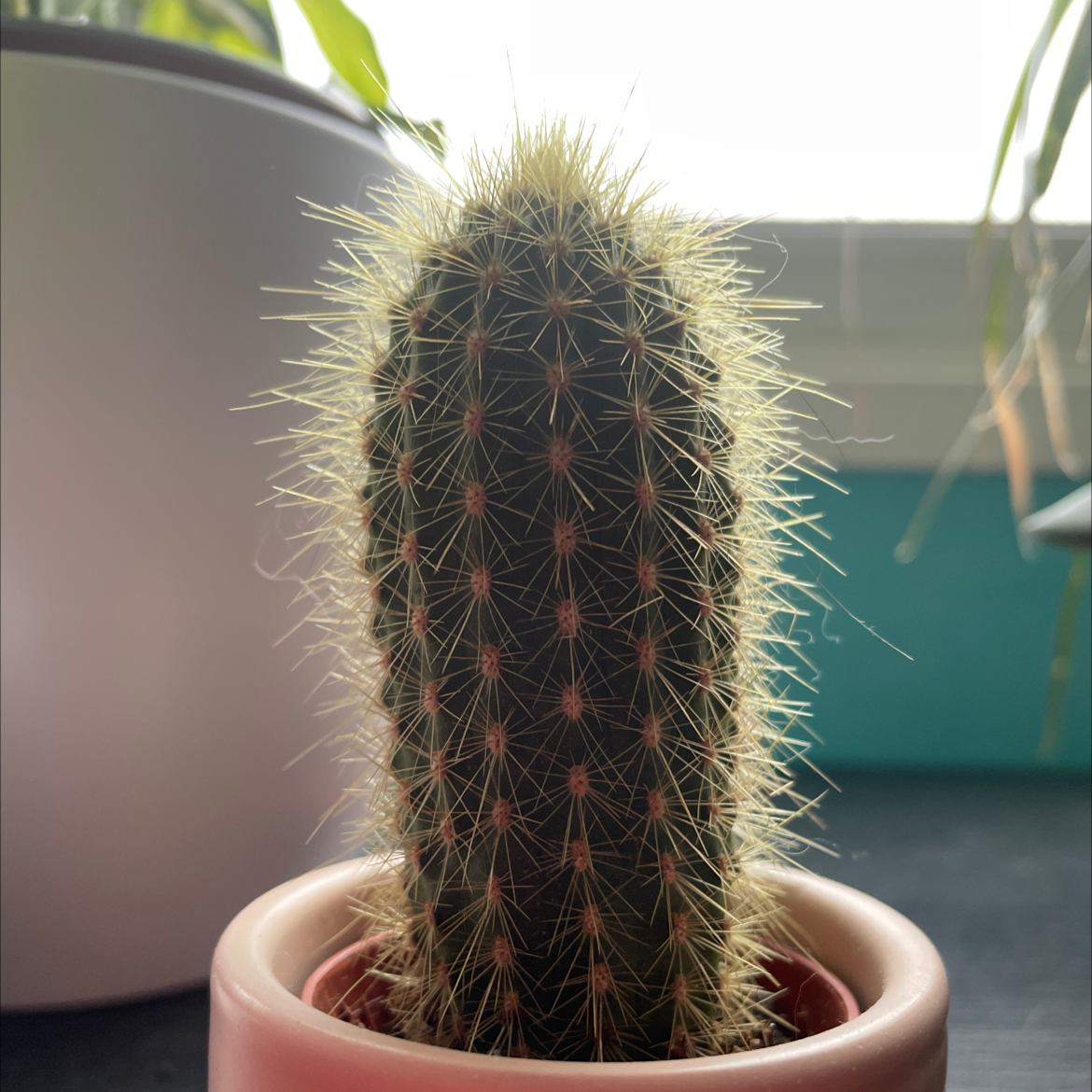 Silver Torch Cactus in a small pot, well-focused and healthy.