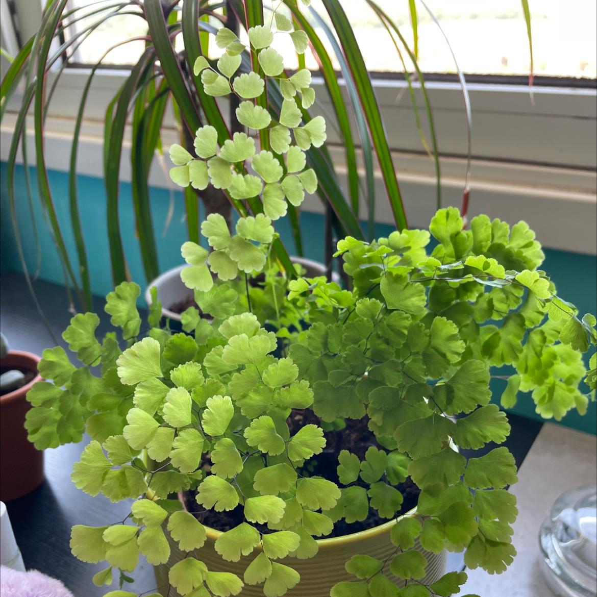 Healthy Pacific Maidenhair Fern with vibrant green leaves in a pot, another plant in the background.