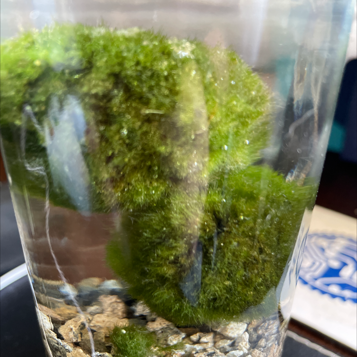 Plant care for Green Algae on Greg, the plant care app