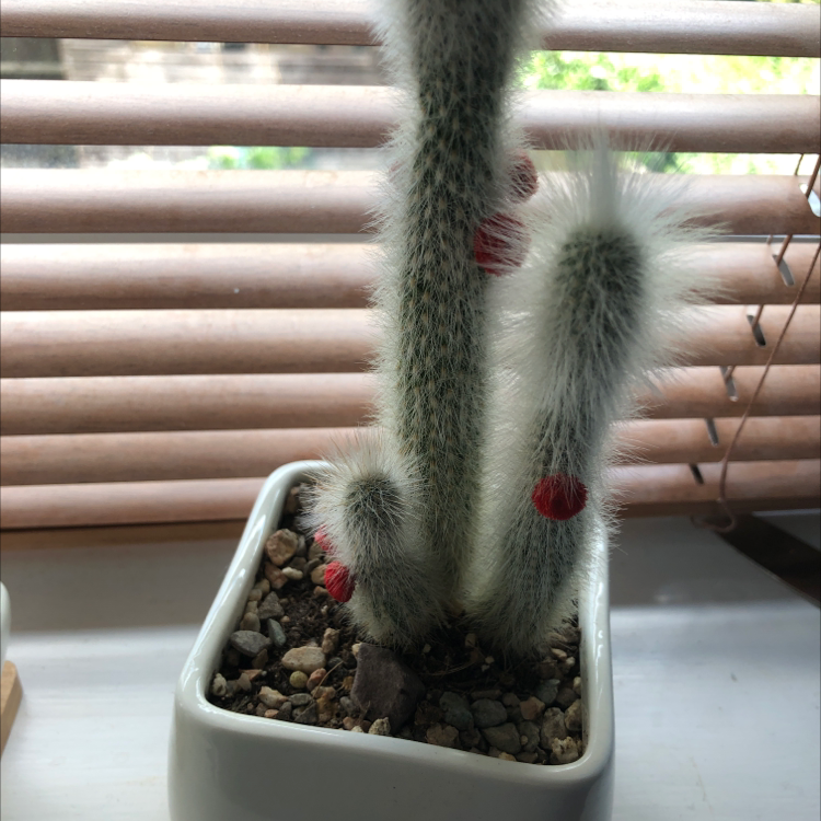 Photo of the plant species Old Man Cactus by @crayon named Gertrude on Greg, the plant care app