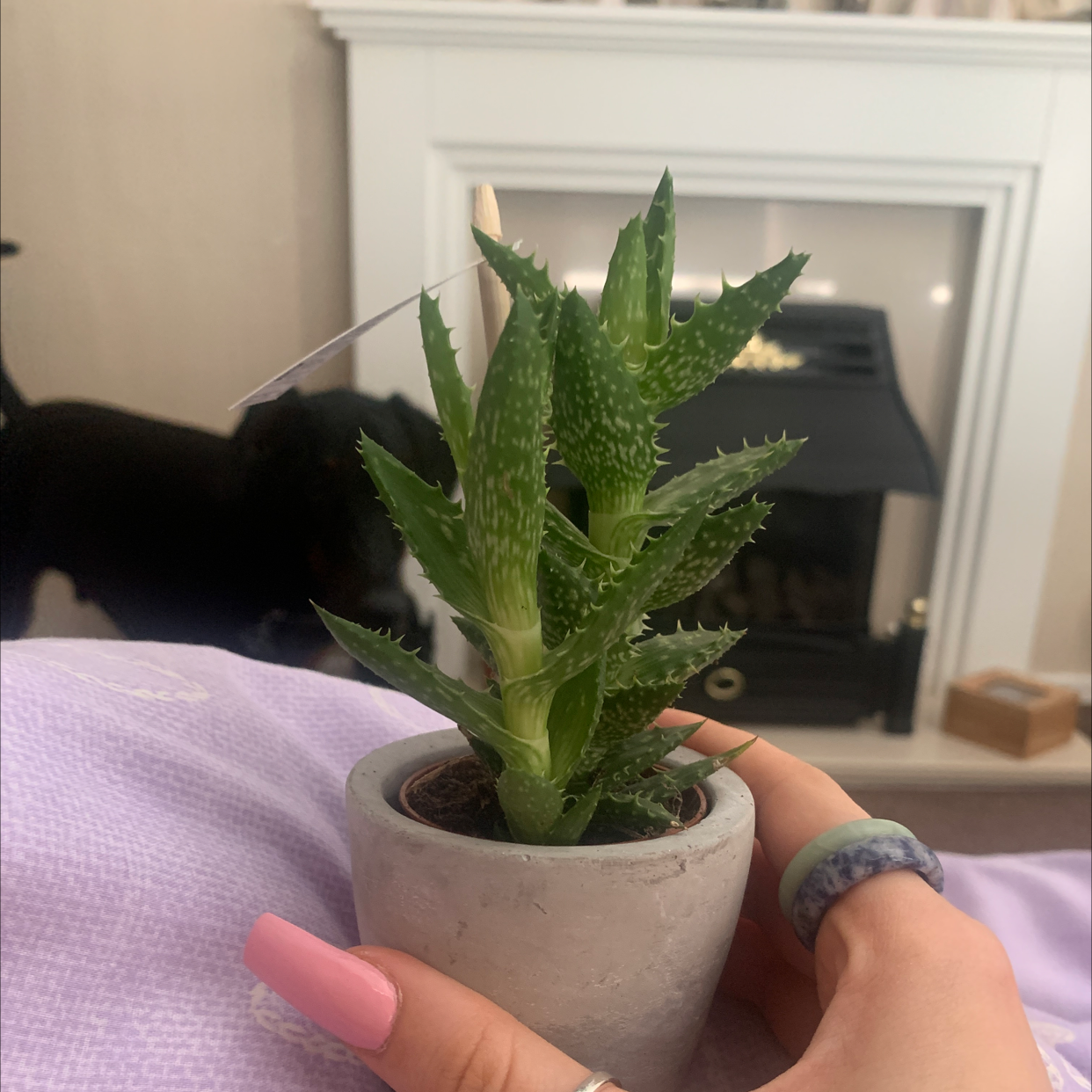 Photo of the plant species Tiger Tooth Aloe by @georginarose4 named Xena on Greg, the plant care app