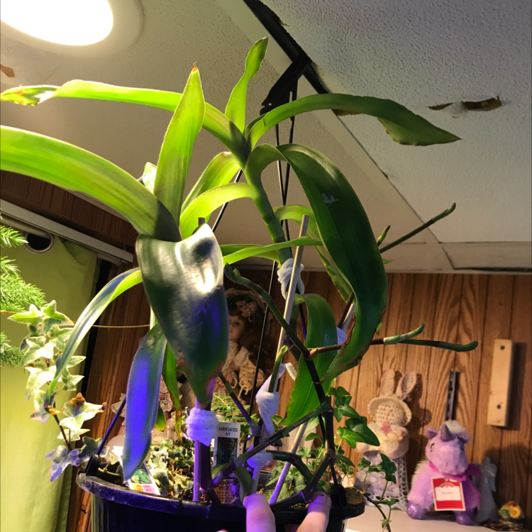 Basket Plant in a hanging pot indoors with artificial lighting. A hand is holding the pot.