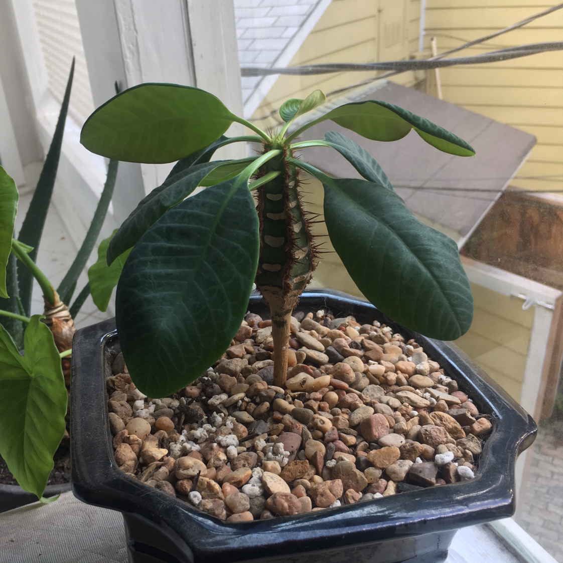 Madagascar Jewel plant in a pot with rocky soil, healthy leaves, well-framed.