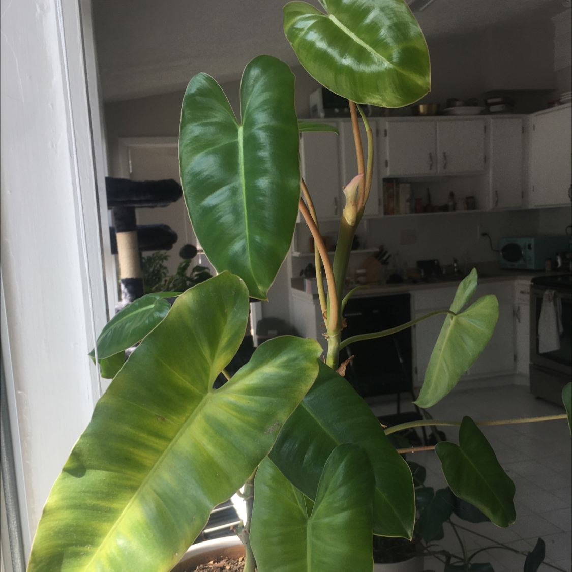 Photo of the plant species Burle Marx by @portzaj named Comrade Conrad on Greg, the plant care app