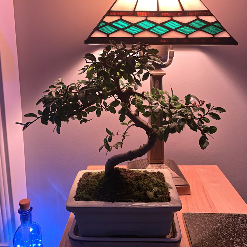 Healthy Chinese Elm bonsai tree with glossy green foliage and gnarled branches, sitting on a wooden table with a Tiffany-style lamp.