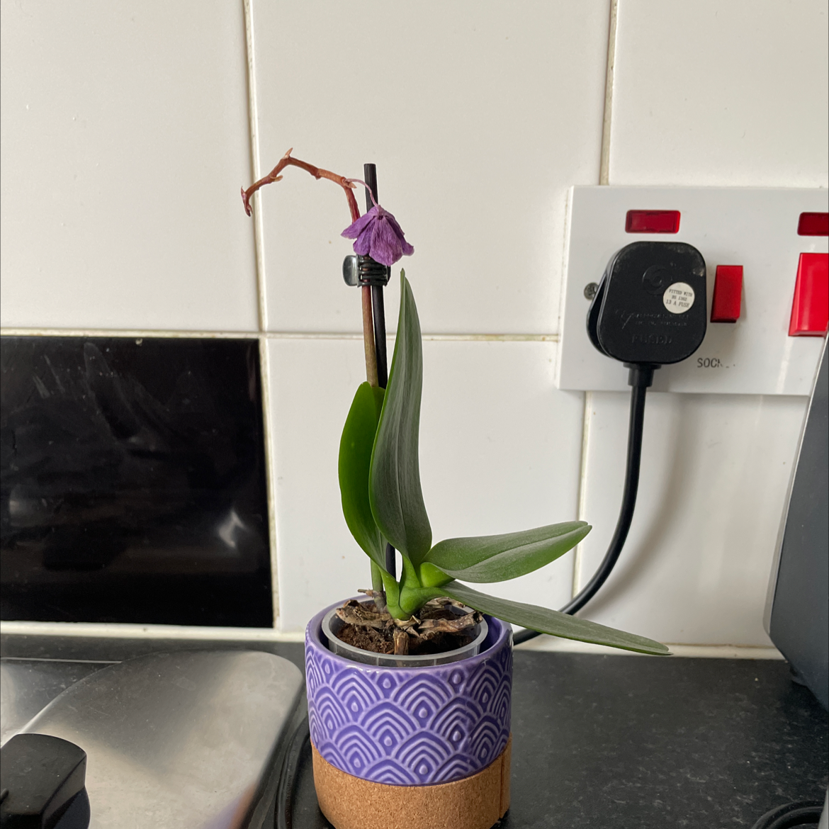 Calypso Orchid with wilted purple flower in a pot on a kitchen counter.