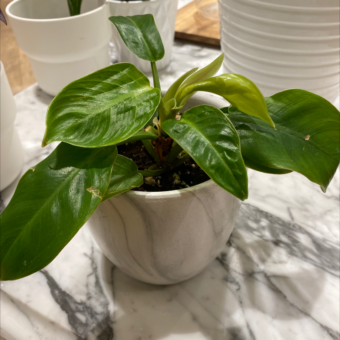 Philodendron 'Moonlight' plant in a white pot on a marble surface.