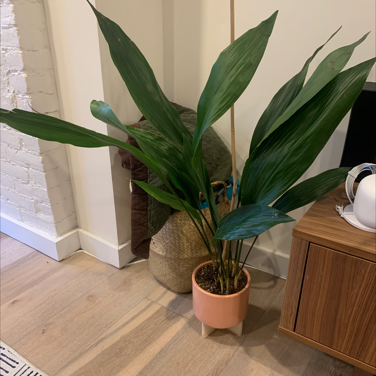 Cast Iron Plant in a pink pot with healthy green leaves, placed indoors.