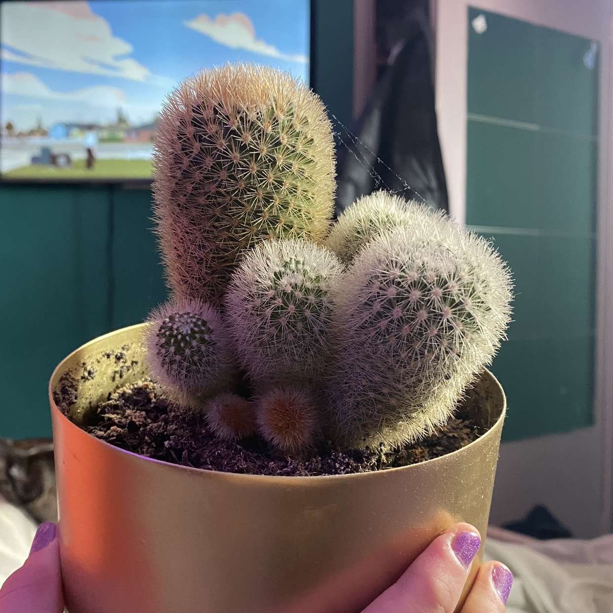 Silver Torch Cactus in a pot, held by hands with purple nail polish.