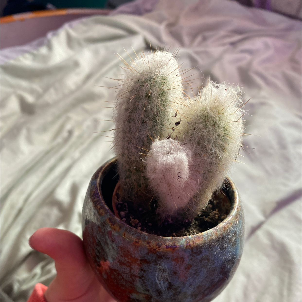 A healthy Rattail Nipple Cactus in a pot, held by a hand.