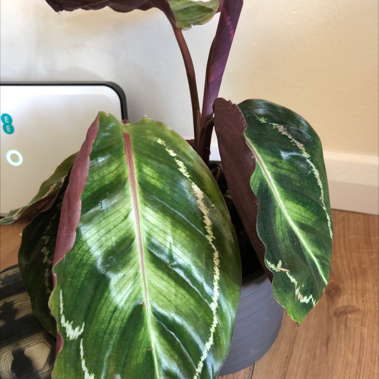 Rose Calathea plant photo by @richieroo named Captain Plant-it on Greg, the plant care app.