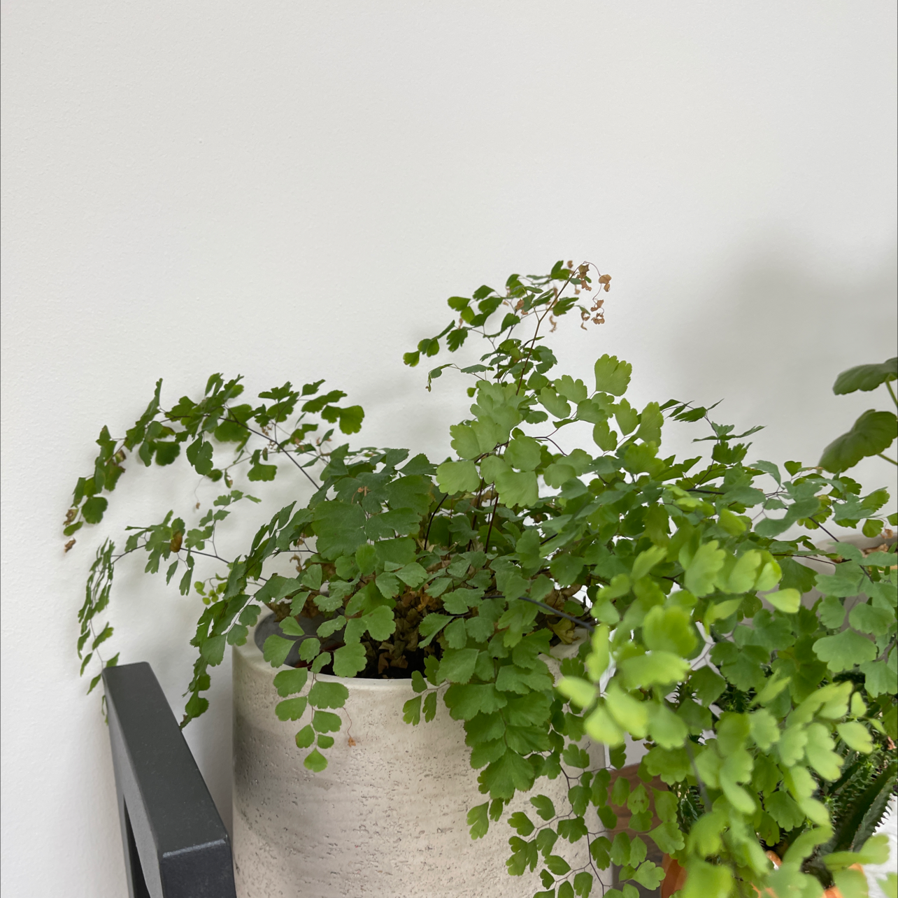 Pacific Maidenhair Fern in a pot with some browning leaf tips.