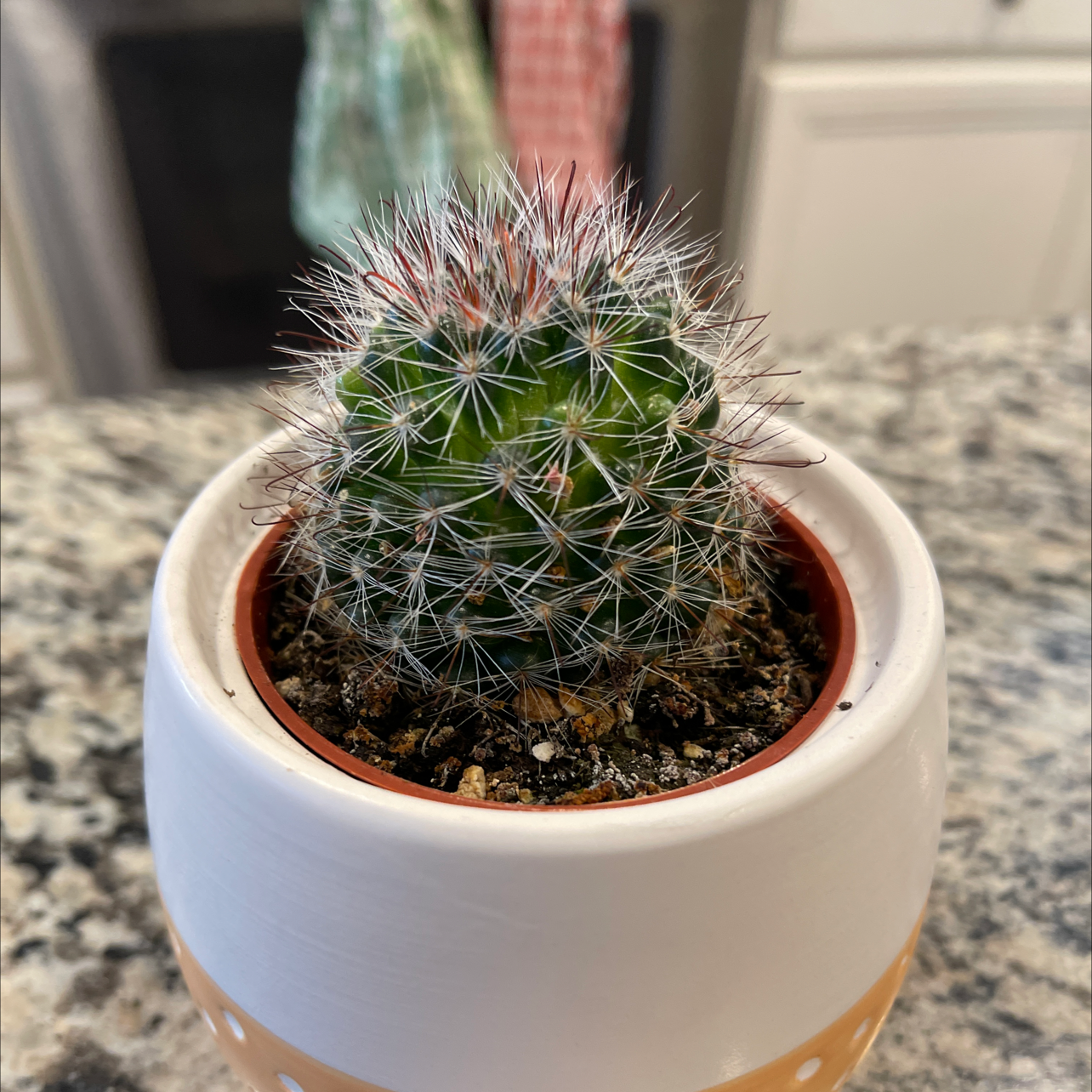 Pincushion Cactus in a white pot with a yellow band on a granite countertop.