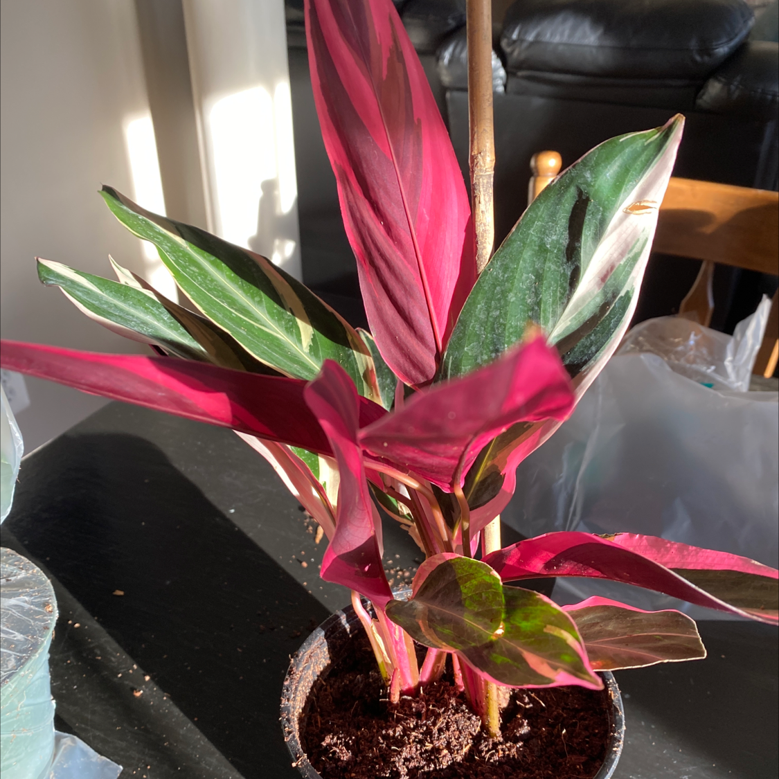 Triostar Stromanthe plant with vibrant pink and green leaves in a pot with visible soil.