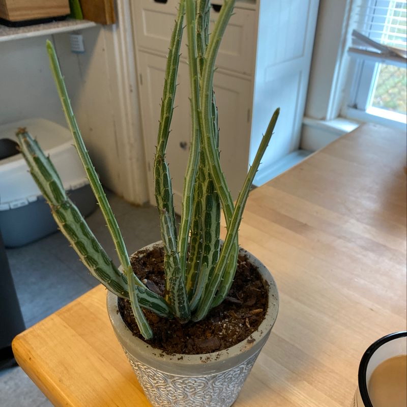Cylindrical Snake Plant in a decorative pot on a wooden surface indoors.