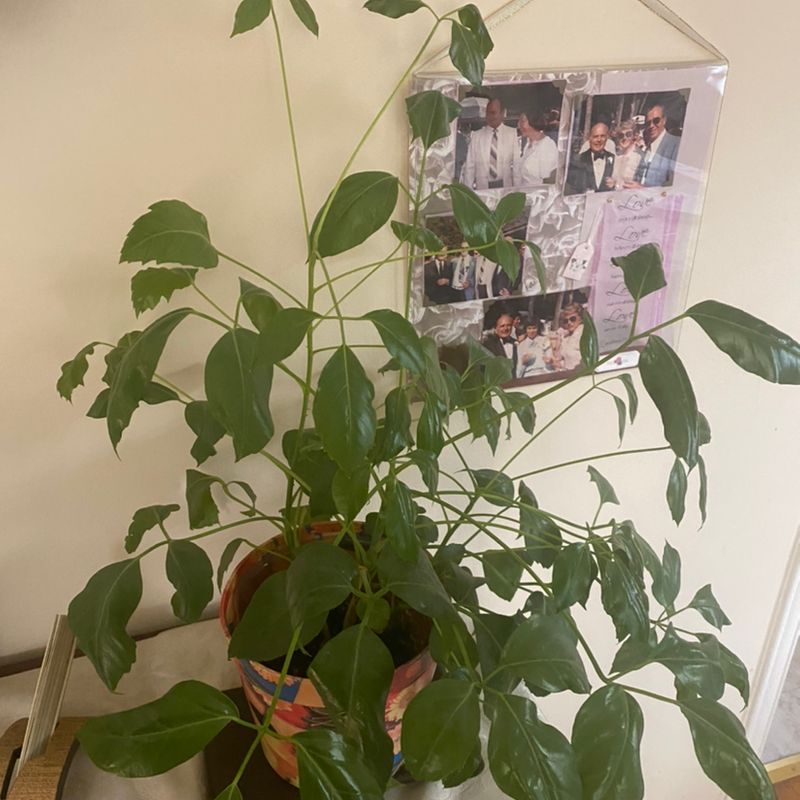 A healthy potted umbrella tree with lush green leaves, situated indoors in front of a wall with photos or papers attached.