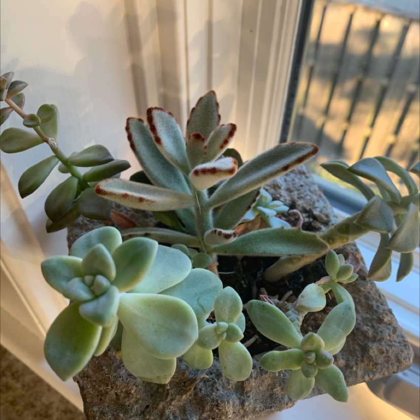 Healthy Ghost Plant succulent in a rocky container near a window.