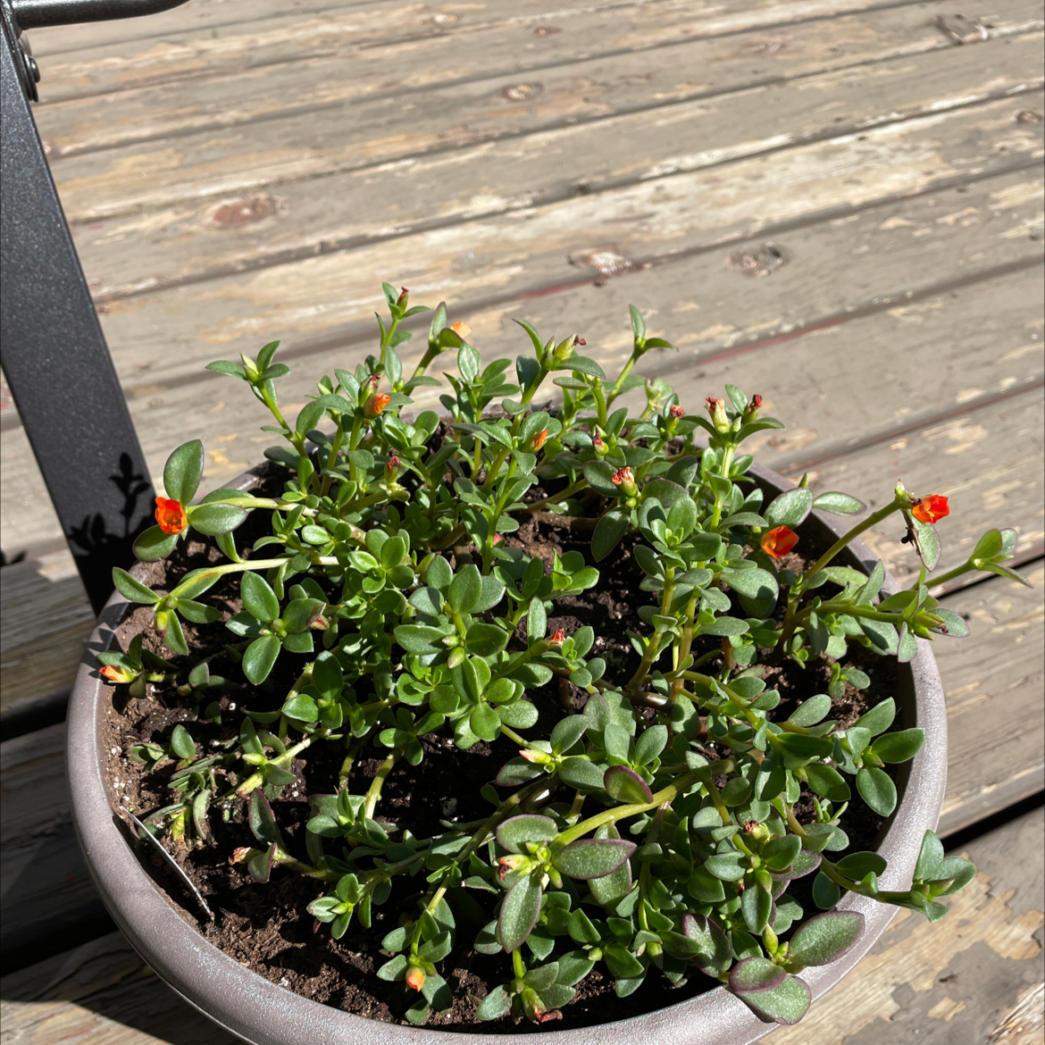 Potted Wingpod Purslane with small red flowers on a wooden deck.