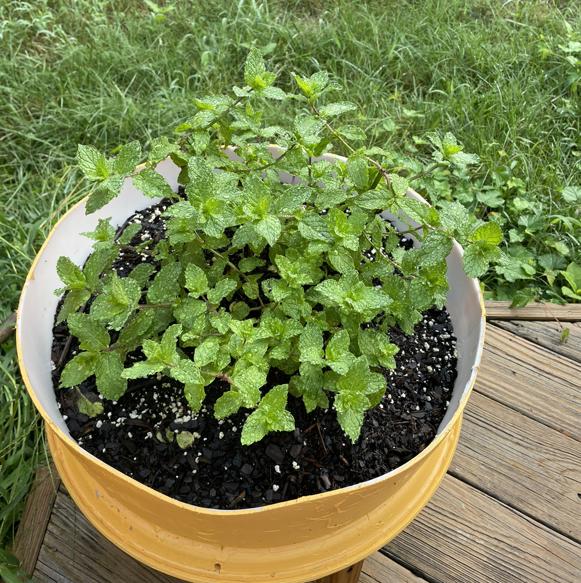 Photo of the plant species Spearmint by @cguinto42 named Minty on Greg, the plant care app
