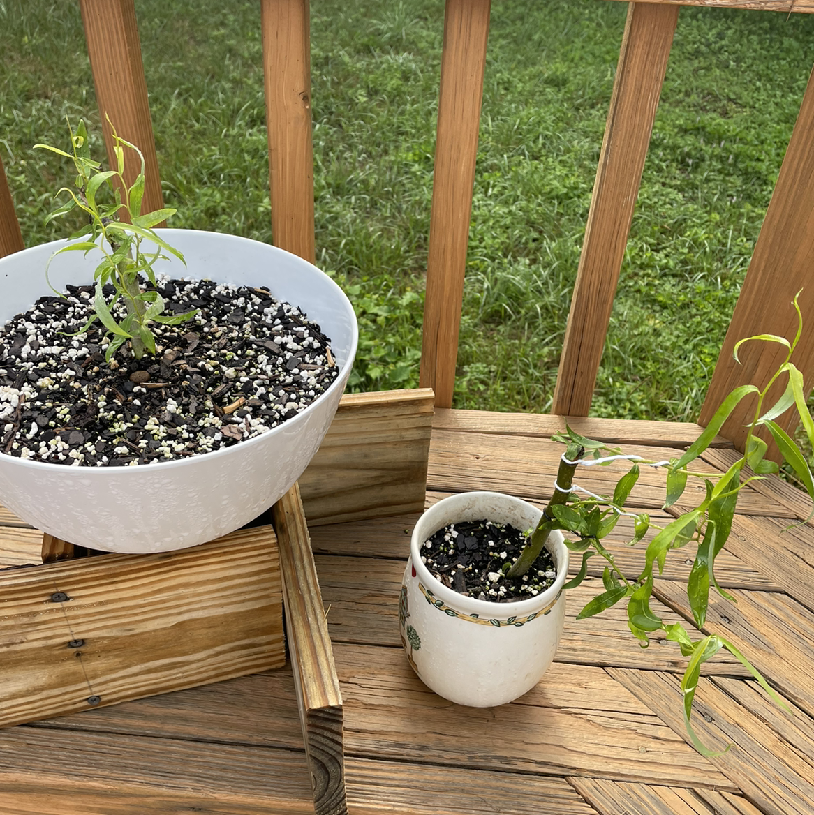 Photo of the plant species Corkscrew Willow by @cguinto42 named Your plant on Greg, the plant care app