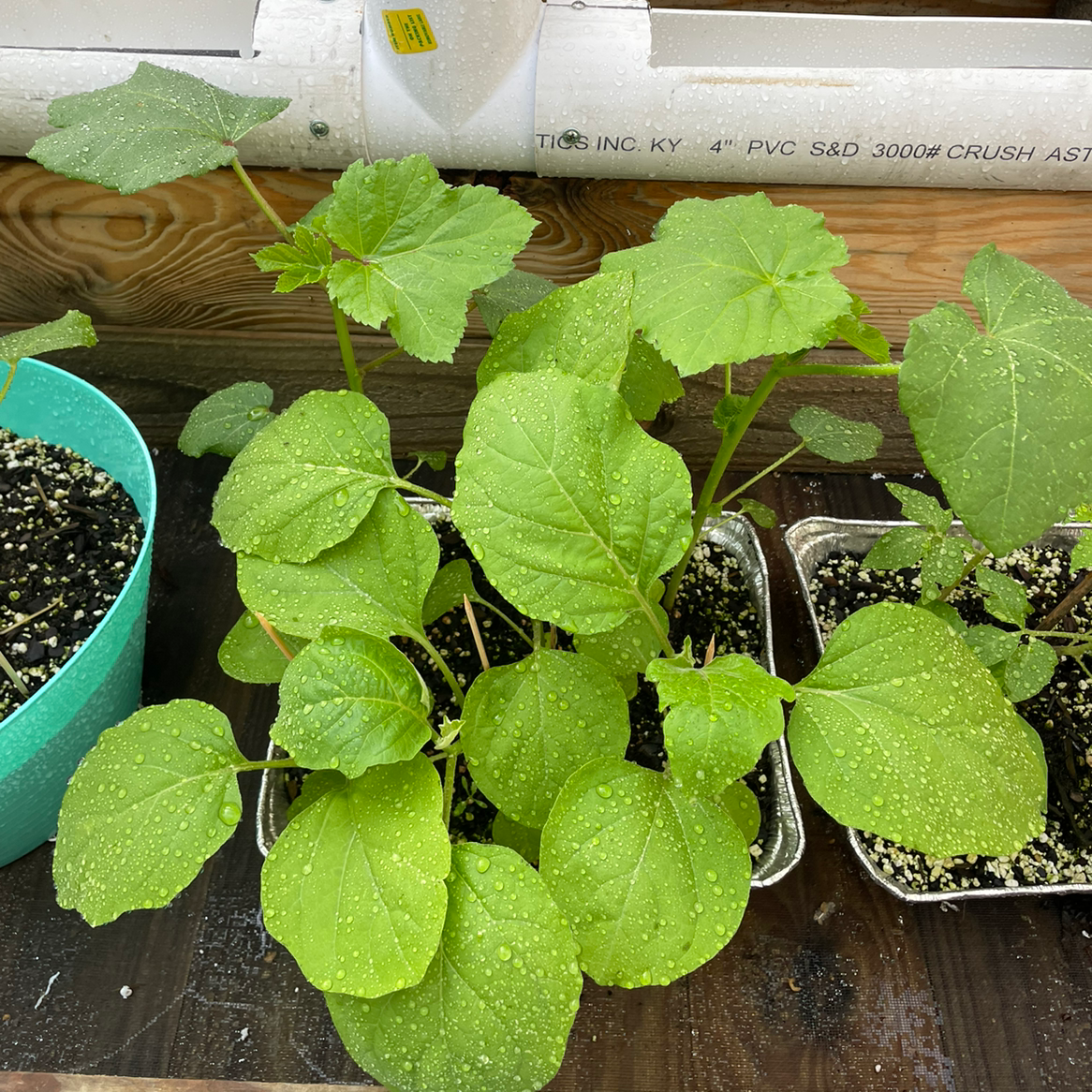 🍆 Why Are My Eggplant Leaves Curling?