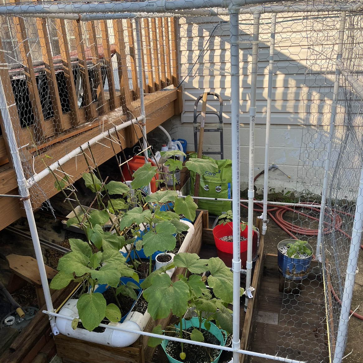 Photo of the plant species Sword Bean by @cguinto42 named Chinese long bean on Greg, the plant care app