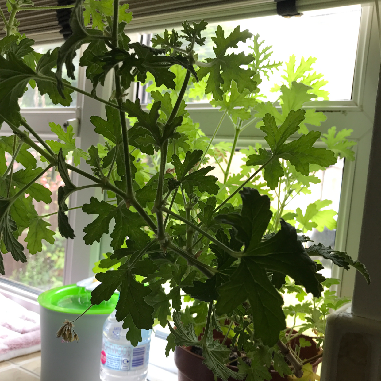 Sweet Scented Geranium plant photo by @AuGeo named Yayas Plant on Greg, the plant care app.