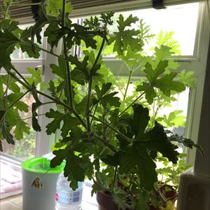 Rose Geranium plant photo by @AuGeo named Yayas Plant on Greg, the plant care app.