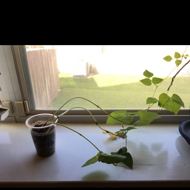 Common Bean plant photo by Christian named Beanie on Greg, the plant care app.