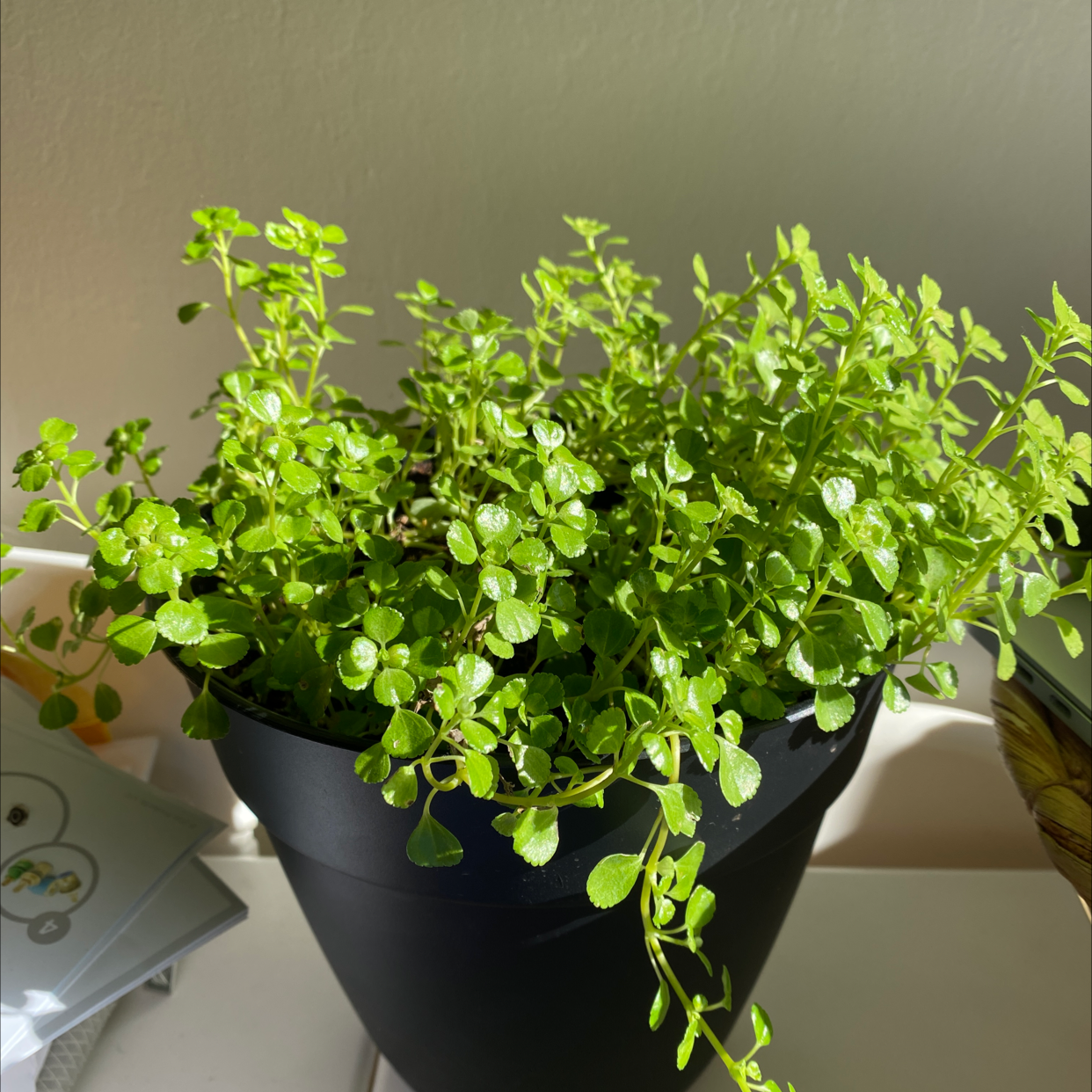 Healthy Swedish Ivy plant in a black pot with vibrant green leaves.