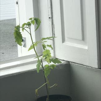 Tomato Plant plant in Forres, Scotland