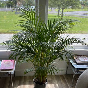 Dypsis Lutescens plant photo by @Erl named Living Room Butterfly Palm on Greg, the plant care app.