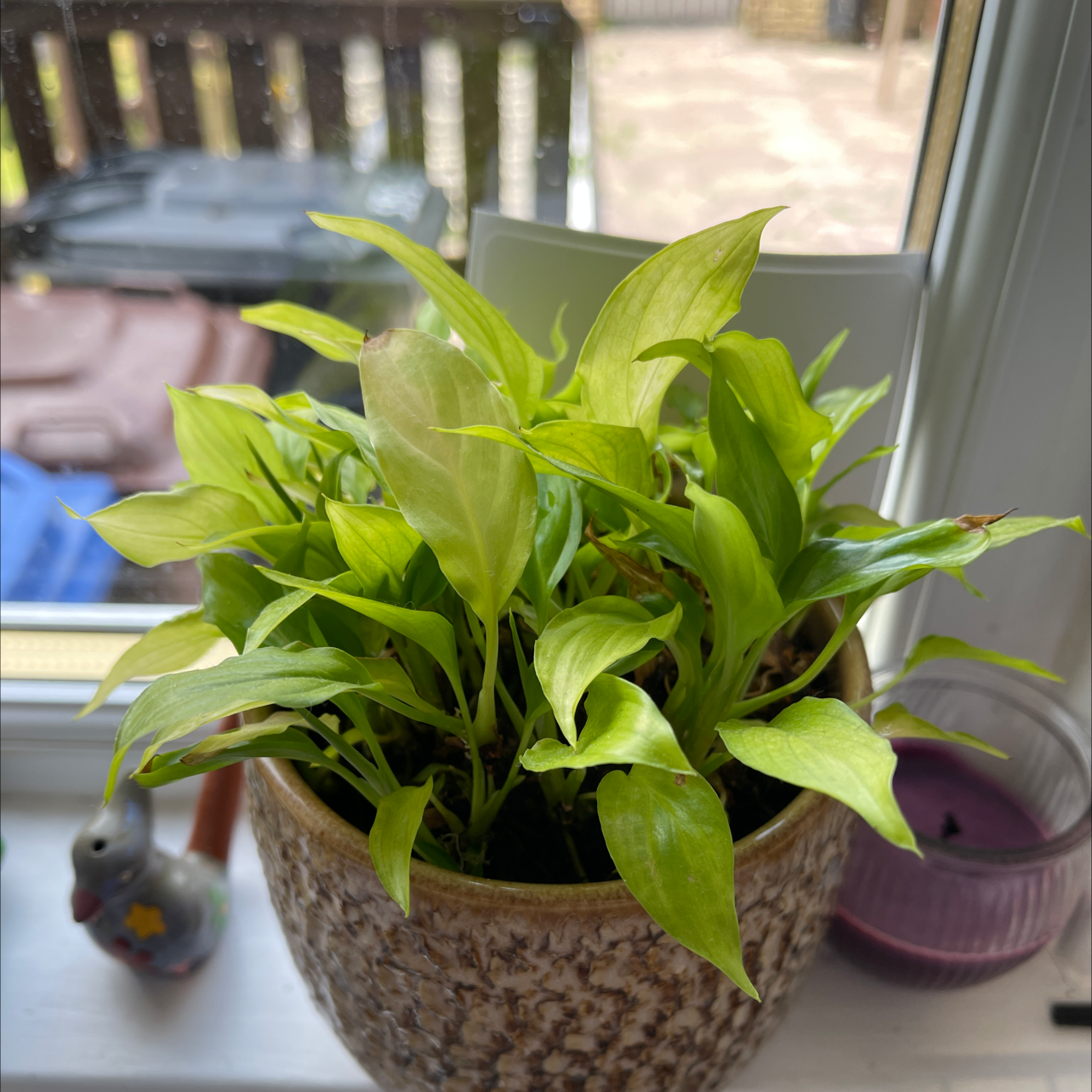 Peace Lily plant photo by @Erl named First gifted houseplant on Greg, the plant care app.