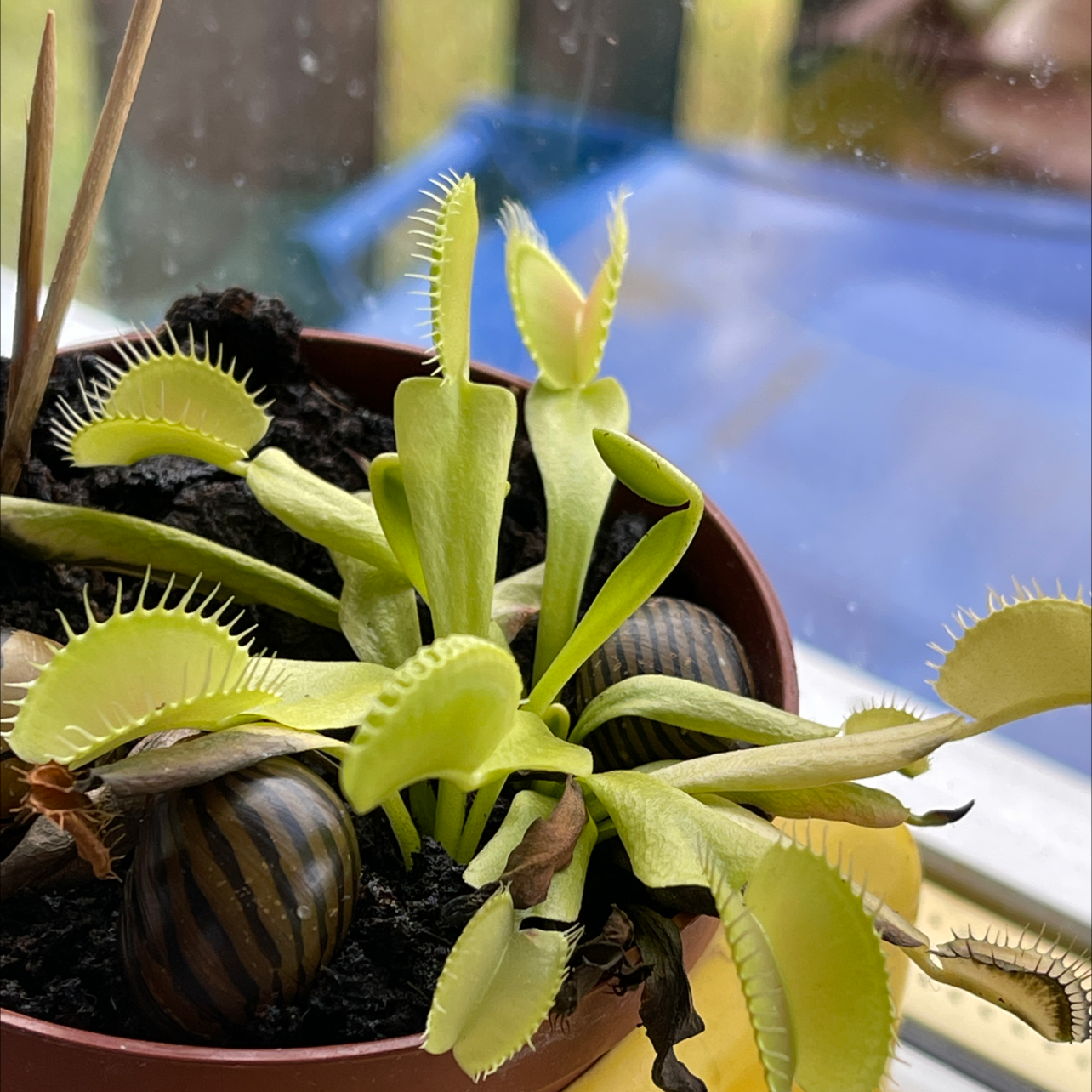 Red Piranha plant photo by @Erl named Petey on Greg, the plant care app.