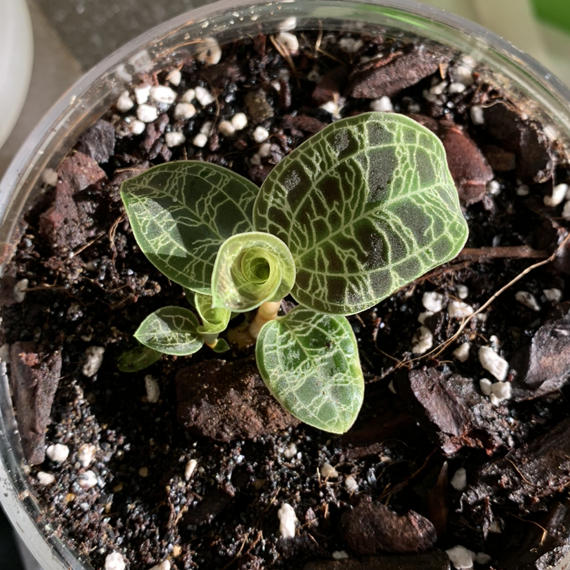 Lightning Bolt Jewel Orchid with distinct veined leaves in a pot with visible soil.