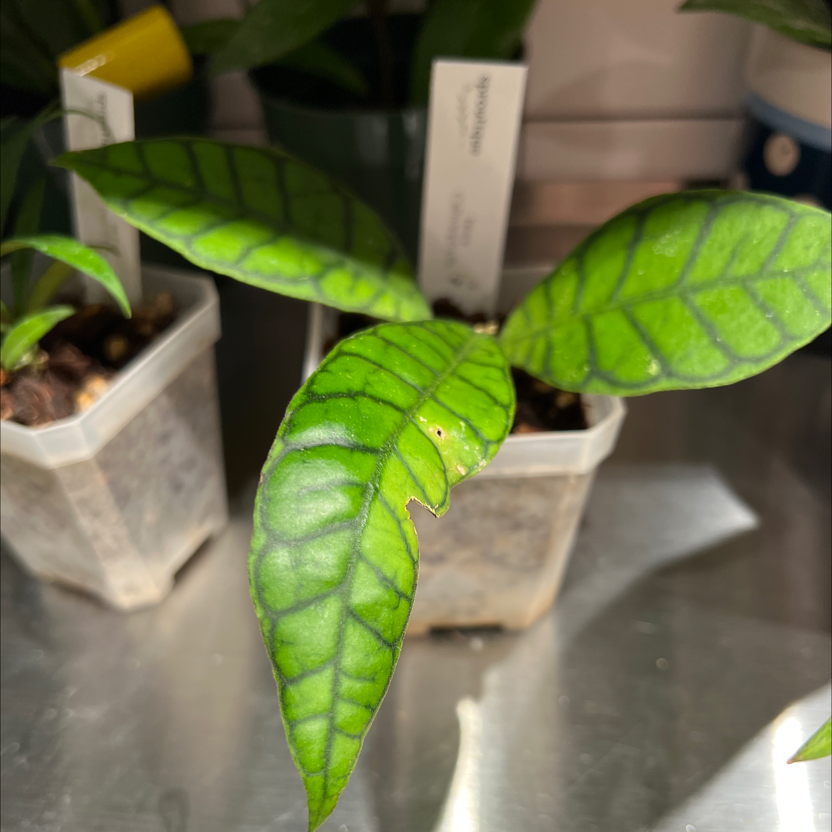 Stiff Leafed Hoya plant with prominent veining in a small plastic pot.