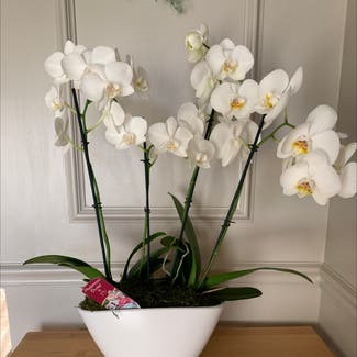 Phalaenopsis Orchid plant in Omaha, Nebraska
