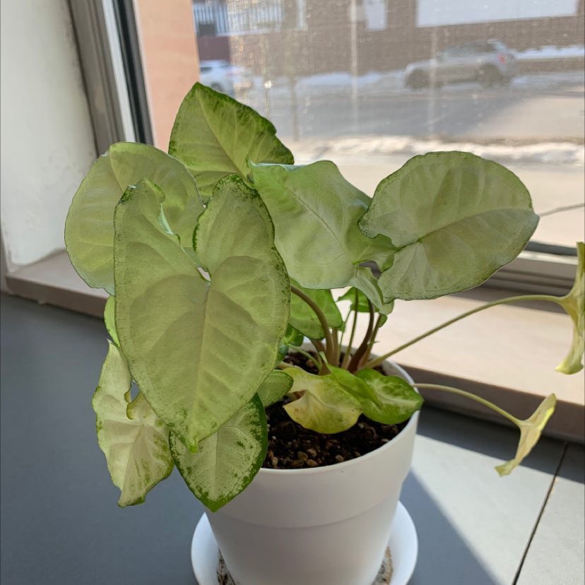 Syngonium 'White Butterfly' plant in a white pot near a window with healthy leaves.