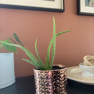Aloe vera plant in Omaha, Nebraska