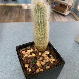 Golden Barrel Cactus plant in Omaha, Nebraska