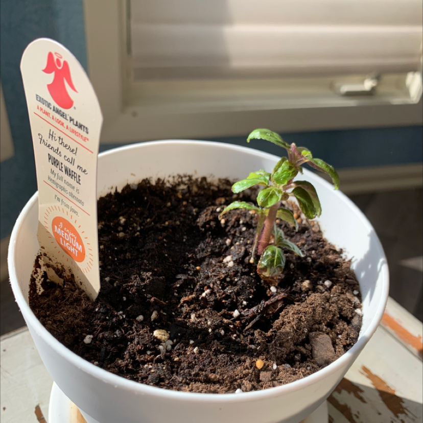 A small Waffle Plant in a white pot with visible soil and a plant tag.