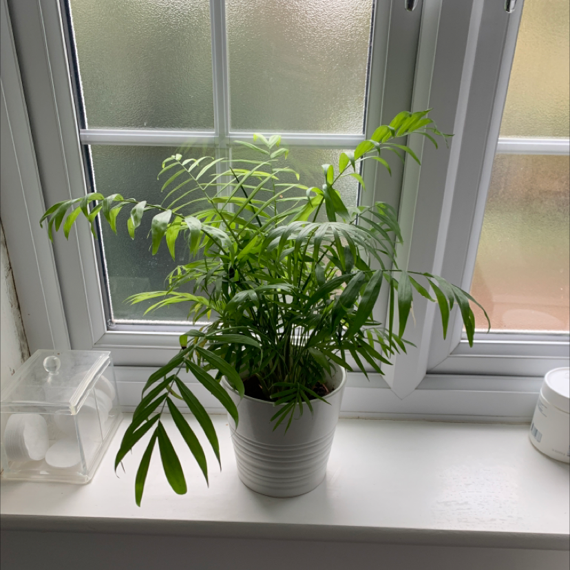 Parlour Palm plant photo by Suzannah named Walt on Greg, the plant care app.