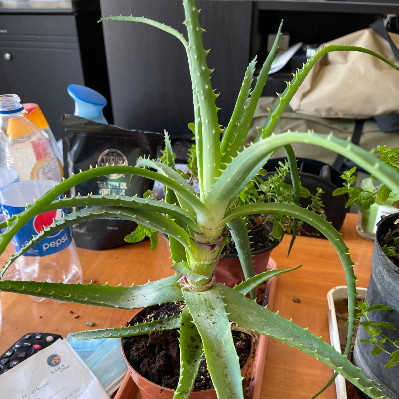 Candelabra Aloe plant in a pot on a table with various items around it.