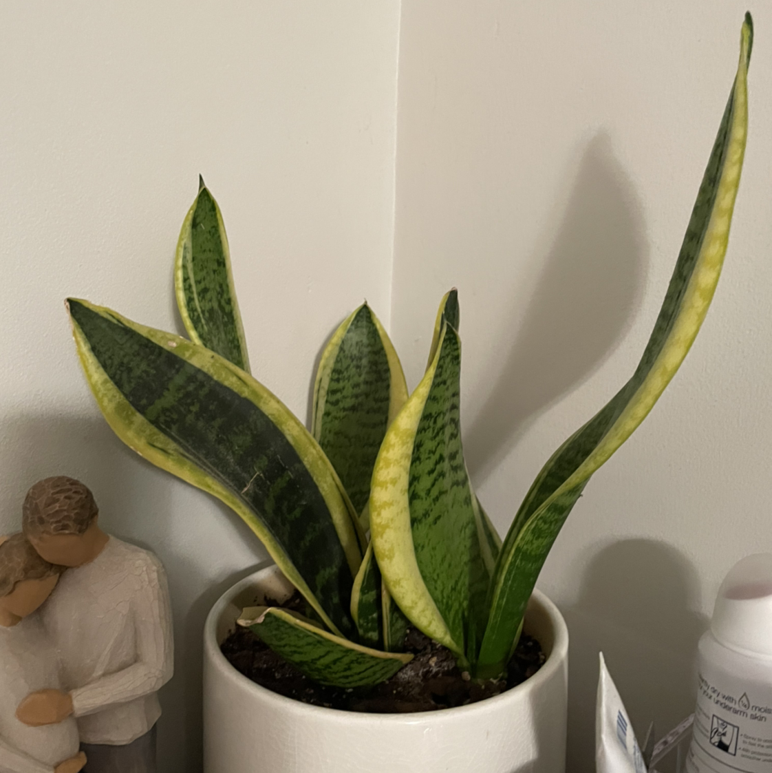 Snake Plant plant photo by @laurenxmac named Slytherin on Greg, the plant care app.