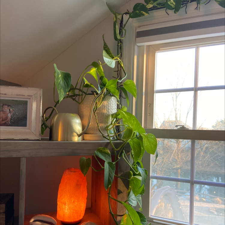 Philodendron 'White Princess' plant near a window with vibrant green leaves and some variegation.