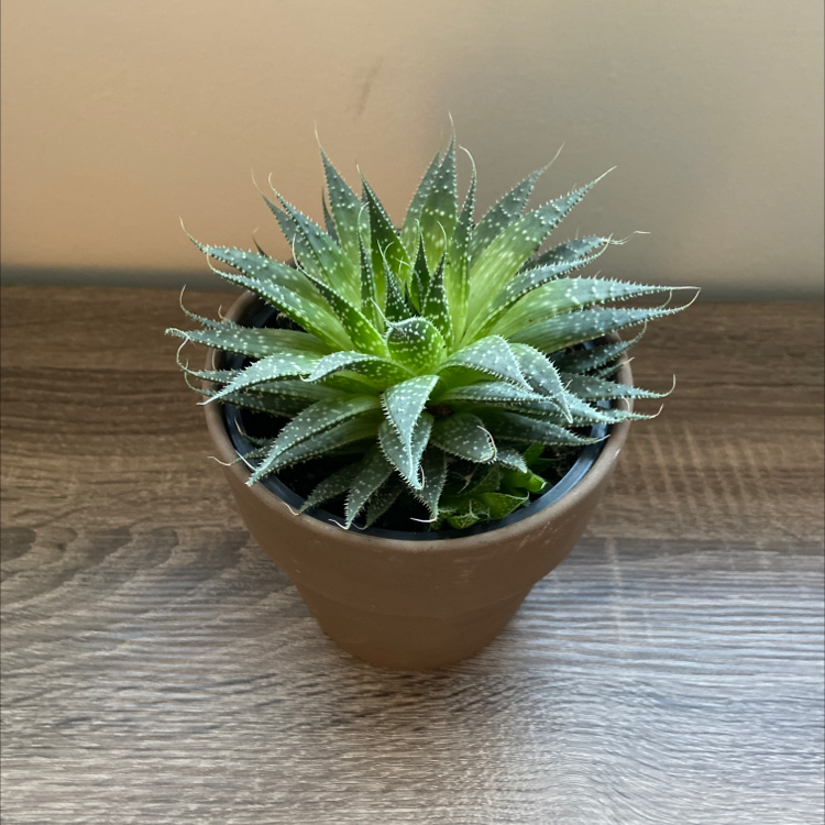 Lace Aloe plant in a pot on a wooden surface, appearing healthy.