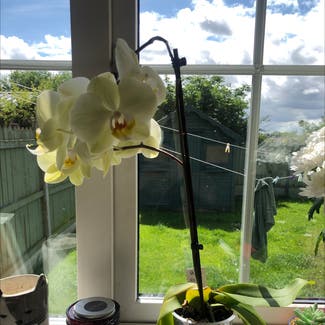 Phalaenopsis Orchid plant in Little Island, County Cork